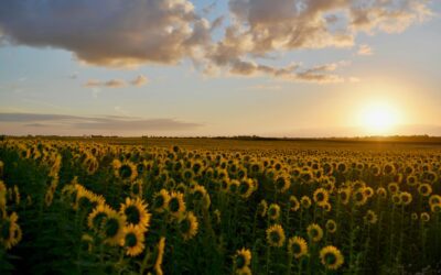 Why the Sunflower State?