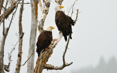 Eagle Watching